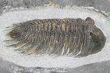 Rare Treveropyge Trilobite - Exceptional Specimen #341086-2